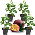 2 High Yield Passion Fruit Plants Live, Purple Climbing Passion Vine Tree Live Plant for Outdoor Growing, 5-9" in Tall, Fast Growing Perennial Sweet and Edible Fruits