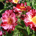 Rose Plant Live, Fragrant Reblooming Roses Flowers for Landscape Planting (Fourth of July Rose), in Pot