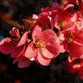 Quince Flowering Plant, Quince Flower Shrub Outdoor Planting, 5 to 7 Inch Tall (Peach)