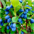 Live Honeyberry Haskap Plant, 8–15 Inch Tall, Cold Hardy Honeysuckle Berry Shrub for Outdoor Garden and Yard Growing