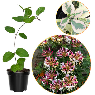 Variegated Climbing Honeysuckle Plant Live, Fragrant Honeysuckles Plants Vine Bushes in 2.5 Inch Pot