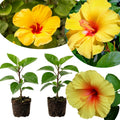 2 Red Yellow Hibiscus Plants, 3-5 Inch Tall Starter Plants - Live Hibiscus Flower Plants for Outdoor Garden, Patio, and Container Growing