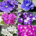 Random Blooms African Violets Live Plants in Pots, Live African Violet Plants House Plant for Indoor Outdoor Décor, 4" Pot, Well-Rooted and Year-Round Blooming