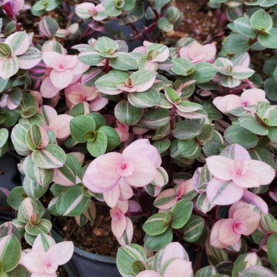 Callisia Repens Plant, Green Pink Turtle Vine Plant, Callisia Repens Indoor House Plant, Callisia Repens Succulent Plant 4 Inch Pot