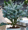 Baby Blue Eucalyptus Plant in 2.5 Inch Pot, Fragrant Silver-Blue Foliage Eucalyptus Tree Starter, Indoor and Garden Growing