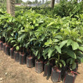 2-3Ft Large Avocado Tree Fruit Live Plant, Grafted Long Neck Avocados Trees Plants in 3 Gallon Pot, Tree Plant, 24-36 Inches in Tall