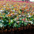 Yellow Rose Live Plant, Can Grow As Rose Bushes Shrubs or Climbing, Fragrant Ready to Plant, Starter Size, 5 to 10 Inc Tall, Dormant in Winter