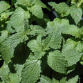 Live Mojito Mint Herb Plant, Perennial Mint Plant, Fragrant Mints, 5-7 Inches Tall for Indoor or Outdoor Growing