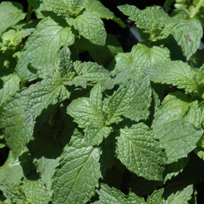 Live Mojito Mint Herb Plant, Perennial Mint Plant, Fragrant Mints, 5-7 Inches Tall for Indoor or Outdoor Growing