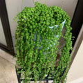 String of Pearls Plant Live, Variegated String of Pearls Plant Live, Succulent Vine Plant Live for Hanging Baskets, 4 Inches Pot