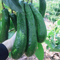 2-3Ft Large Avocado Tree Fruit Live Plant, Grafted Long Neck Avocados Trees Plants in 3 Gallon Pot, Tree Plant, 24-36 Inches in Tall