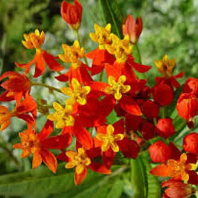 Set 3 Milkweed Plants Live, Red Milkweed Flower Live Plant for Outdoor Indoor Gardening, Well Rooted, 4''