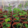 2 Moringa Live Trees Plants, Malunggay Oleifera Moringa Live Tree, 4 Months Old Well Rooted, 6 to 8 Inches in Tall