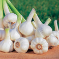 1 Lb Garlic Bulbs for Planting, 8 Hardy Garlic Bulbs for Planting Home Vegetable Garden or Raised Beds, Hardneck Garlic Bulbs