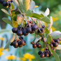Black Aronia Chokeberry Live Plant, Cold Hardy Aronia Bush, 1-2 Ft Tall