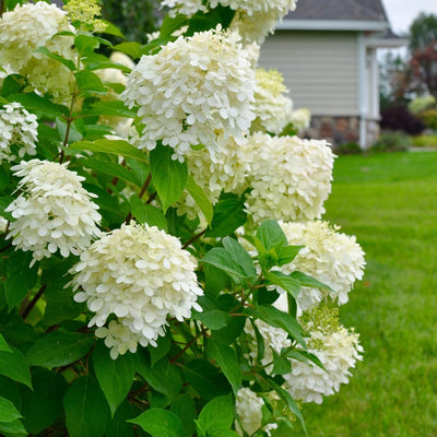 Lime Hydrangea Live Hydrangea Plant, White Flower Plant for Outdoor Planting, Approx 6-10 Inch Tall in 2.5 Inch Pot