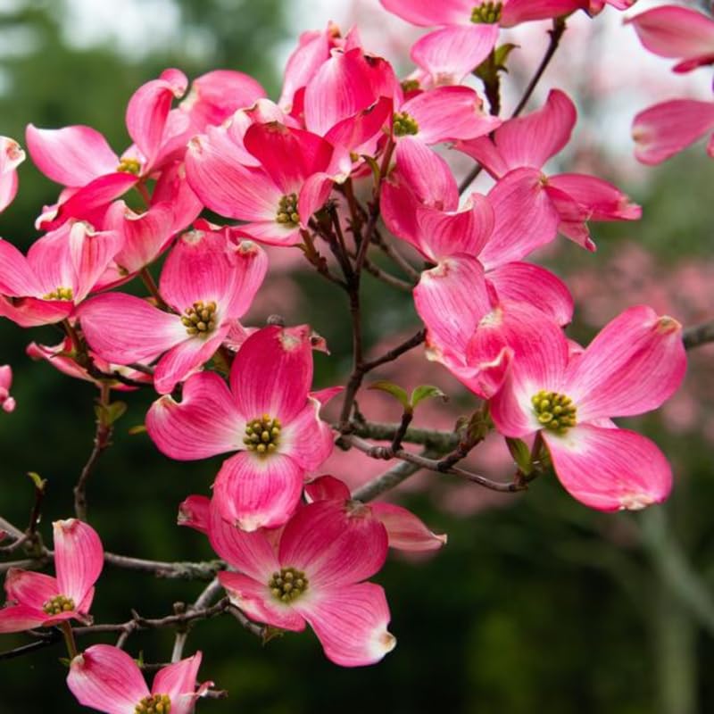 Pink Dogwood Plant Live, 7-14 Inch Tall, Quart Pot, Dogwood Tree Live Plant for Planting, Dogwood Live Plant Dogwood Bush, Dogwood Plant Live, Dogwood Flowers