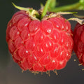 04 Raspberry Plants Live for Planting, Outdoor Spring Fast-Growing, 4-6" Sweet Berry Fruits Seedlings (Red Thornless Raspberry)
