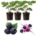 03 BlackBerry Bushes Plants Live, 4-6" in for Spring Planting, Outdoor Growing, High-yielding Blackberries Trees, (Random BlackBerry)