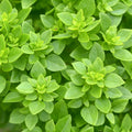 Set 6 Greek Basil Plants, 4 to 7 Inch Tall Herb Starter Plant, Without Pot, Live Basil Plant for Patio and Garden, Culinary Herbs Fragrant Leaves