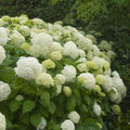 White to Green Hydrangea Live Plant 4" Pot, Hydrangea Shrub Flower Plants for Outdoor or Indoor Planting, Change Color Perennial Plant