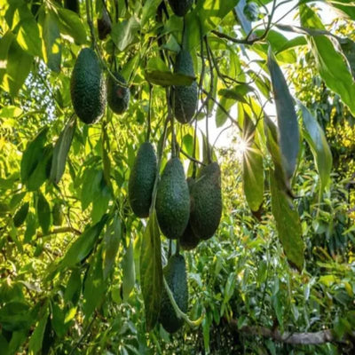 HASS Avocado Tree Live Plant in 4" Pot, 6-10" Tall, Cold Hardy Avocado Plant for Outdoor Growing, Fruit Tree