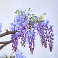 Blue Wisteria Tree Live Plant Well Rooted in 4 Inch Pot, Fragrant Wisteria Flowers for Outdoor Planting, 4 to 7 Inches Height