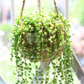 Live Plant, Rare Succulent Houseplant Indoor Home Decoration