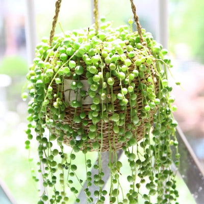 String of Pearls Live Plant, Rare Succulent Houseplant Indoor Home Decoration