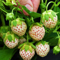 10 White Carolina Pineberry Plants Bareroots, Pineapple Strawberry Flavor, White Strawberry Plants Roots