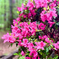 Pink Reblooming Azalea Rhododendron Plant Live in 4 Inch Pot, Azalea Rhododendron Bush Shrub, Bloom in Spring, Late Summer, Fall Rebloom