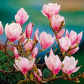 2 Saucer Magnolia Trees Live Plants, Light Pink Magnolia Tree Live Plant in 2.5" Pot, 6-12 Inches