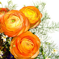 Orange Ranunculus Flowers Bulbs for Spring Planting, Perennial Flower Bulbs, Early Spring Flower to Plant Outside, Colorful Blooms Groundcover Bulbs, Top Size