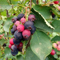 Serviceberry Plant, 6-12 Inch - Leafless in Winter, Perennial Serviceberry Plants, Bare Root, Strong Roots, Fruit Plants for Home Garden