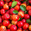 2 Barbados Cherry Tree, Edible Cherry Fruit Tree, Tropical Fruit Plant, 4-7 Inch Tall, Ready to Grow