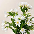 White Easter Cactus Live Plant, Hardy Perennial Easter Cactus, Vibrant Blooming Spring Cactus, Indoor Houseplant, Flowering Holiday Cactus, 4–6 Inch Tall
