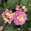 2 Lantana Plants Live, Lantana Live Plants for Planting Outdoors, Perennial Plants, Well Rooted, Random Color Lantana