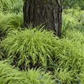 Yellow Japanese Grass Ornamental Grasses, Cold Hardy Grass Live Plant Clump Well-Rooted