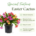 Random Easter Cactus Plant Live, Spring Easter Cactus Plant, 4-6 Inc Tall, Potted in 2 Inc Pot, Vibrant Bloom Houseplant for Hanging Basket, Pot and Shelves