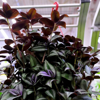 Tradescantia Plant, Silver Wandering Jew Plant Live in 2.5 Inches Pot, Live House Plant