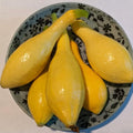 Yellow Squash Vegetable Plants Live, Set 2 Plants, 3 to 6 Inc Long, Squash Plants Live Growing