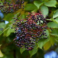 Black Elderberry Bush Live Plant, Berry Shrub, 8-12 Inch Tall