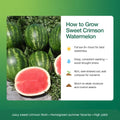 Red Watermelon Live Plant 3-6 Inch Tall, Watermelon Fruit Plant in Pot for Outdoor Garden