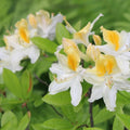 Azalea Rhododendron Plant Live, 7 Months Old, Azalea Rhododendron Tree Flowers Plants Live Bush in Pot (White Yellow)