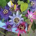 2 Abundant Bloom Mix Random Single Color Passion Flower Plants Live, Passiflora Live Plant for Trailing, Climbing Trellis Outdoor, 5-9" in Tall, Perennial, Fragrant