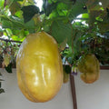 2 High Yield Passion Fruit Plants Live, Giant Climbing Passion Vine Tree Live Plant for Outdoor Growing, 5-9" in Tall, Fast Growing Perennial Sweet and Edible Fruits