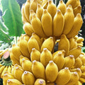 Dwarf Cavendish Banana Plants Live for Planting - Musa Banana Trees Live Plants in 2.5" Pot, Tropical Fruit, Cold Hardy, Year-Round Harvest