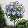 Blue Pink Hibiscus Plants Live 5-9" in Tall, Hardy Hibiscus Tree Live Plant Year-Round Blooming, No Pot, Outdoor Perennial Planting