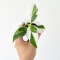 Philodendron Plant in 4 Inch Pot, Tropical Indoor Houseplant, Easy Care Foliage Plant for Home, Office, or Patio (White Variegated Philodendron)