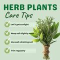 Set 4 Fresh Herb Plants, Fragrant Culinary Herb Collection 3-6 Inch Kitchen and Garden, Assorted Varieties, Bare Root